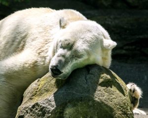 Polar Bear