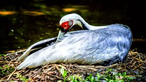 White Bird