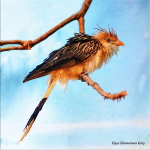 Brown Bird
