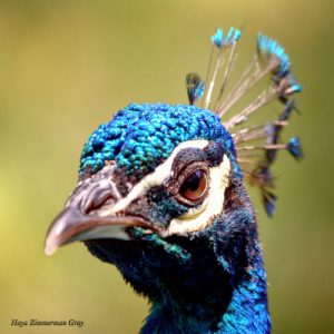 Peacock