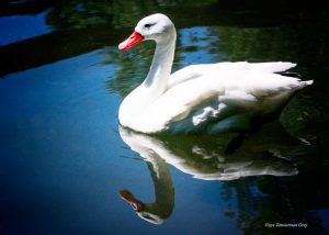 Swan